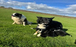 Border Collie dogs for sale: Superb litter of purebred Border Collie puppies  - Image 17