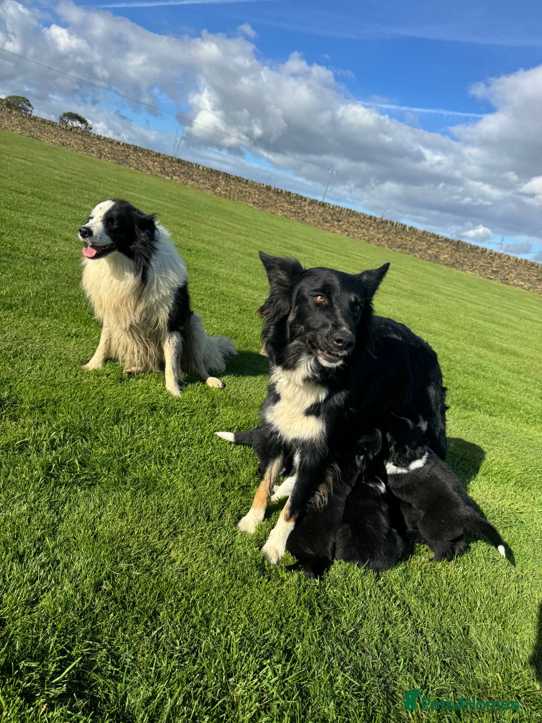 Border Collie dogs for sale: Superb litter of purebred Border Collie puppies  - Image 17