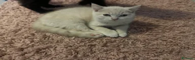 British Shorthair 2 (Cream)