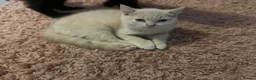 British Shorthair cats for sale: Purebred British shorthair kittens - Advert 4