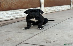 Cane Corso dogs for sale: Cane Corso puppies  - Image 8