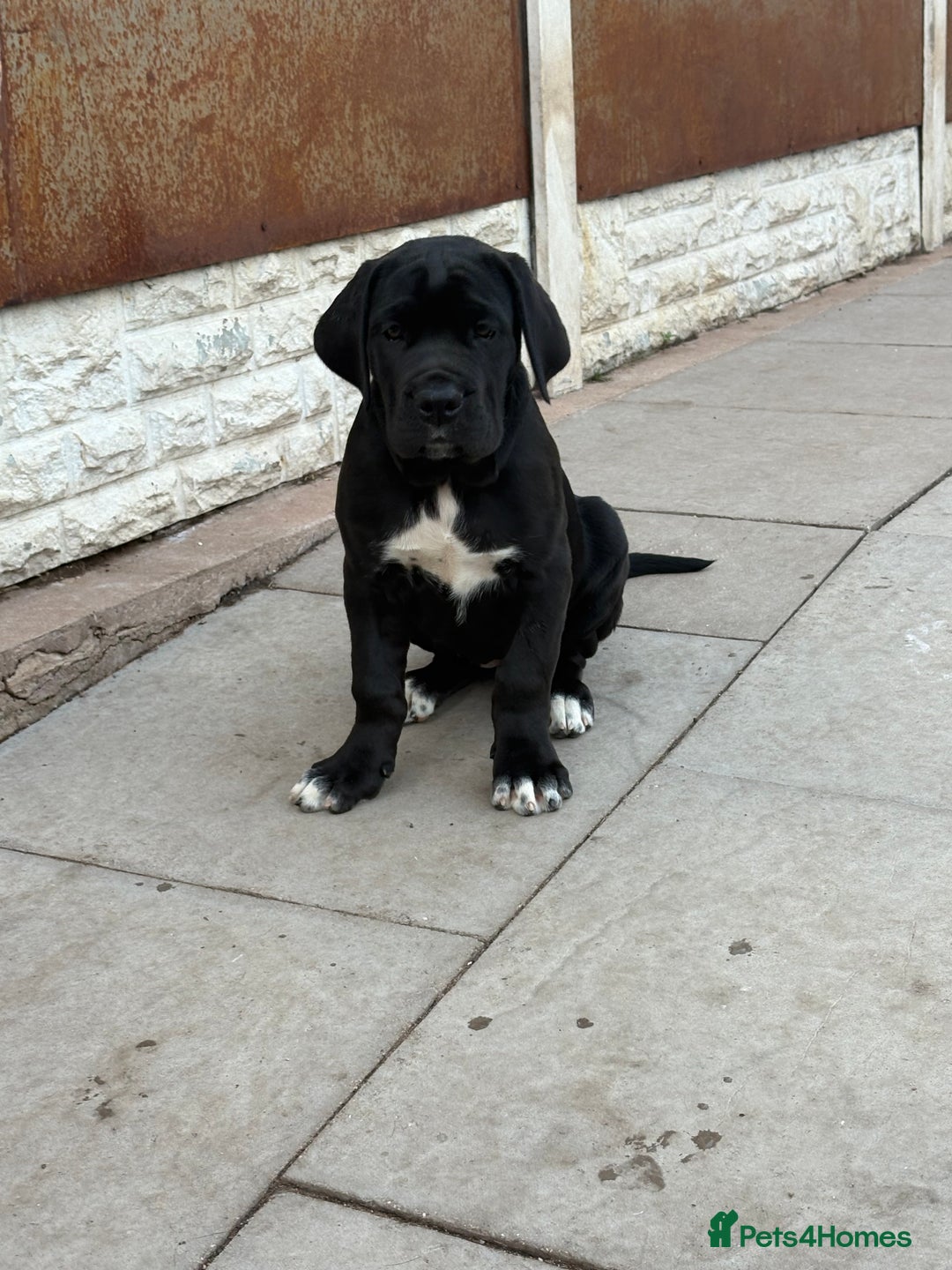 Cane Corso dogs for sale: Cane Corso puppies  - Image 8
