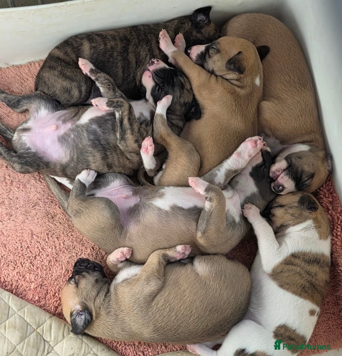 Whippet dogs 3F KC Reg Whippet from Health Tested Parents - Advert 1