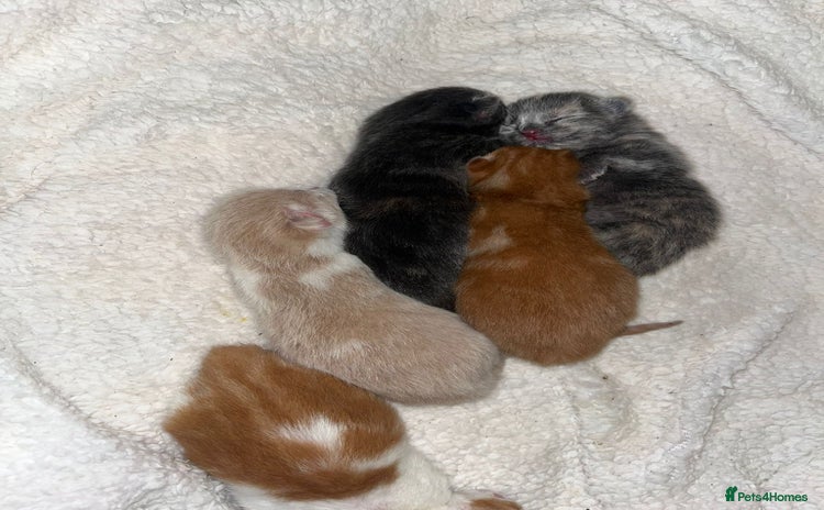 Mixed Breed cats - Advert 15