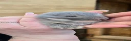 Mini Lop rabbits for sale: Baby mini lops / lion lops in Nottingham - Advert 25