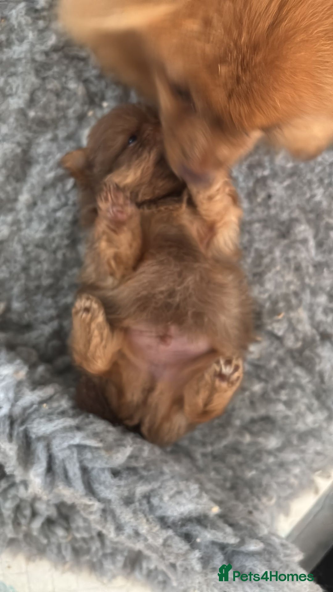 Pomeranian dogs for sale: Mini Pomeranians - Image 14