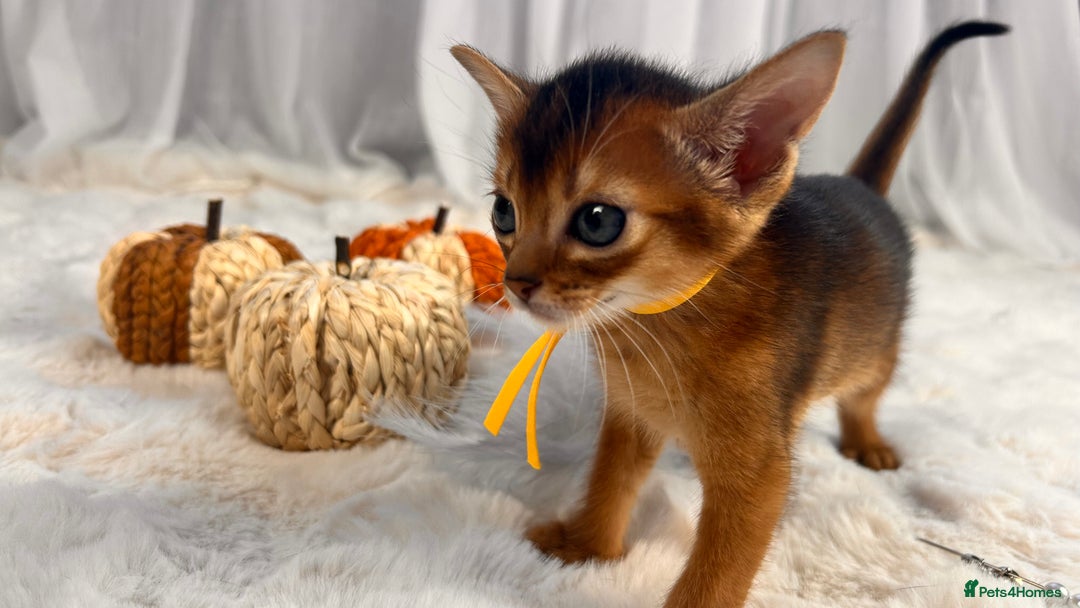 Abyssinian cats for sale: TICA champion line Abyssinian kittens  - Image 9