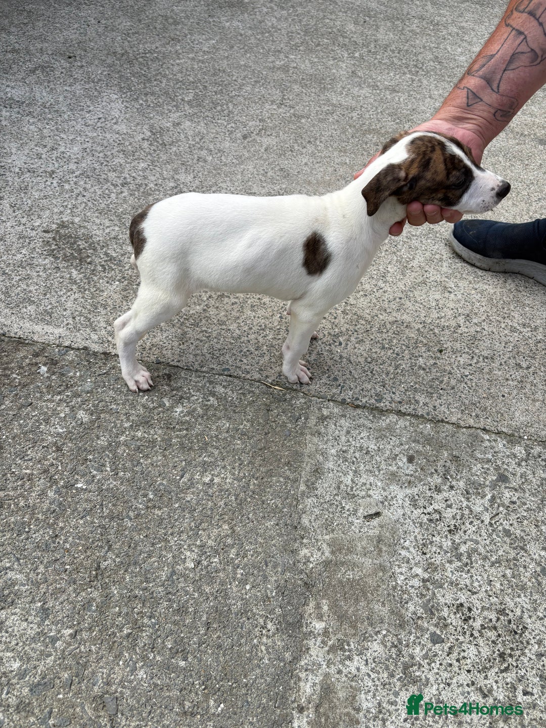 Lurcher dogs for sale: 2x Beautiful lurcher pups - Image 7