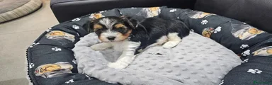 Yorkshire Terrier 1