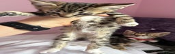 Mixed Breed cats for sale: Mixed bengal kittens - Advert 10