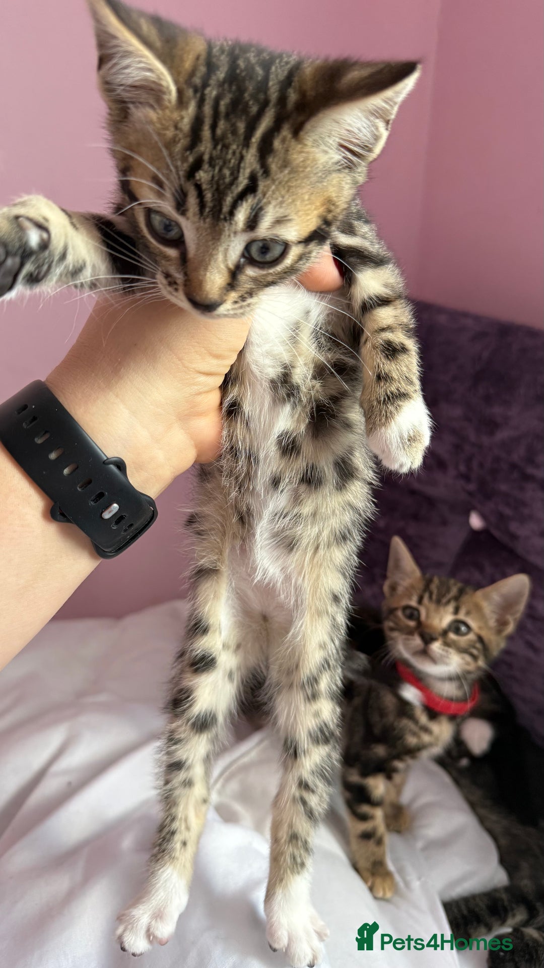 Mixed Breed cats for sale: Mixed bengal kittens - Advert 10