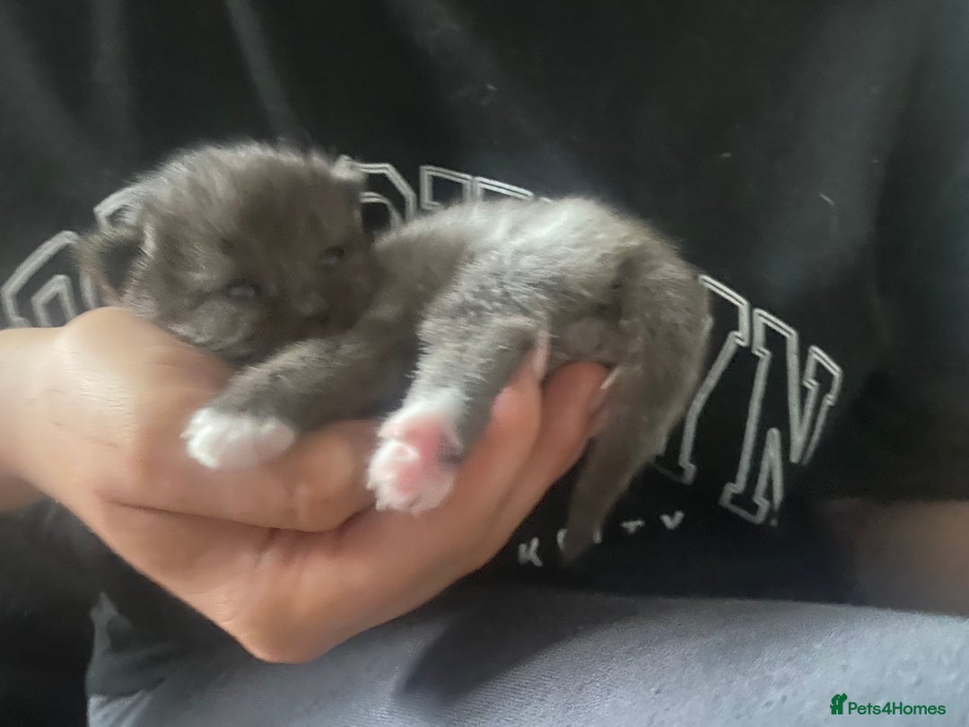 Mixed Breed cats for sale: Ragdoll X kitten for sale  - Image 12