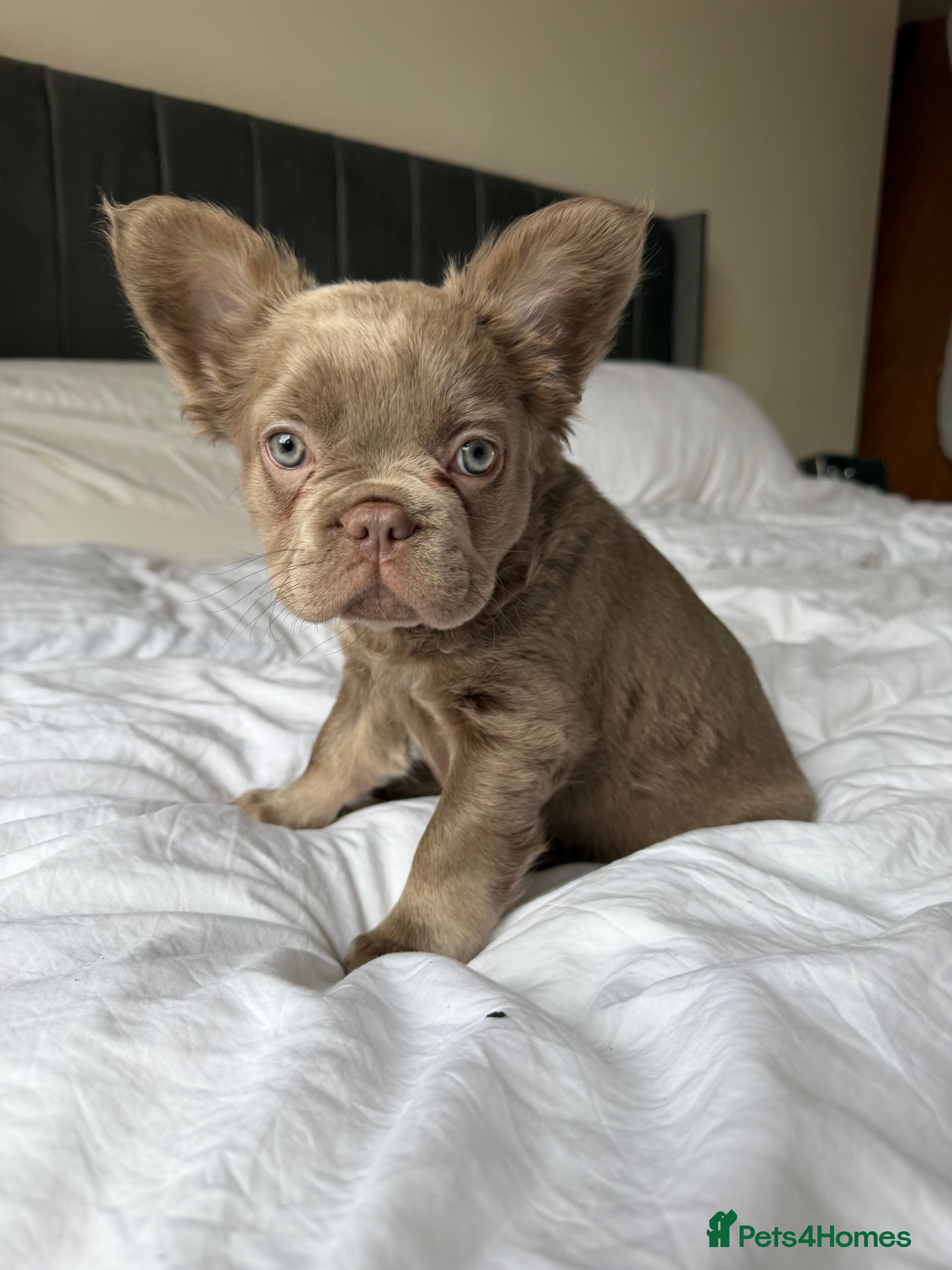 French Bulldog dogs French bulldog  - Advert 1