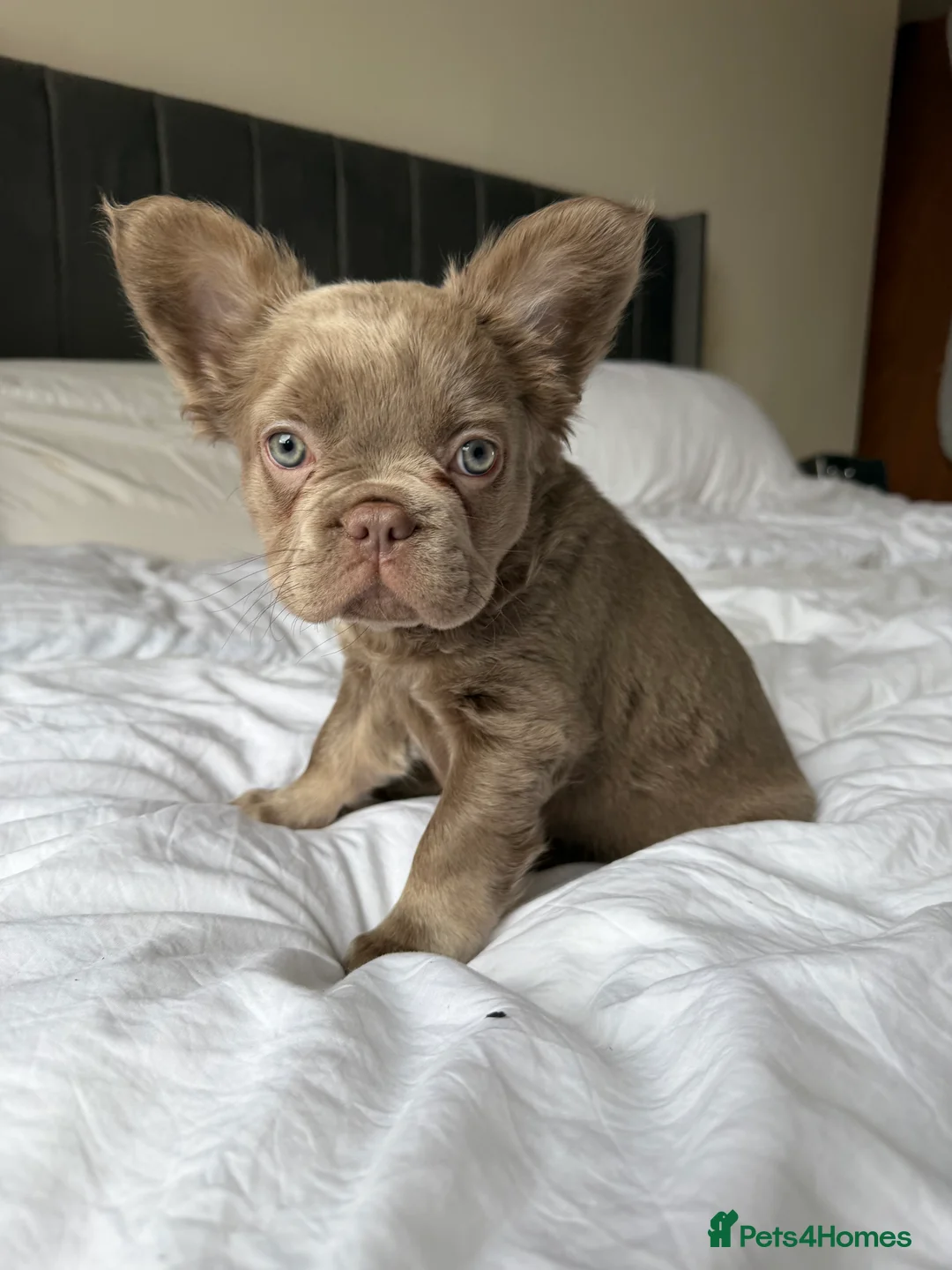 French Bulldog dogs for sale: French bulldog  - Advert 1