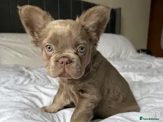 French Bulldog dogs French bulldog - Advert 1