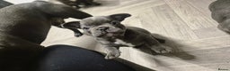 French Bulldog dogs for sale:  REDUCED ! 2 blue french bulldog boys for sale. - Advert 2