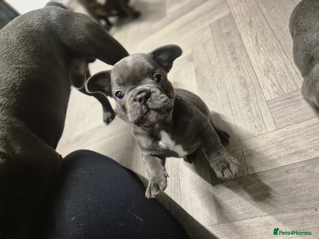 French Bulldog dogs for sale:  REDUCED ! 2 blue french bulldog boys for sale. - Advert 2