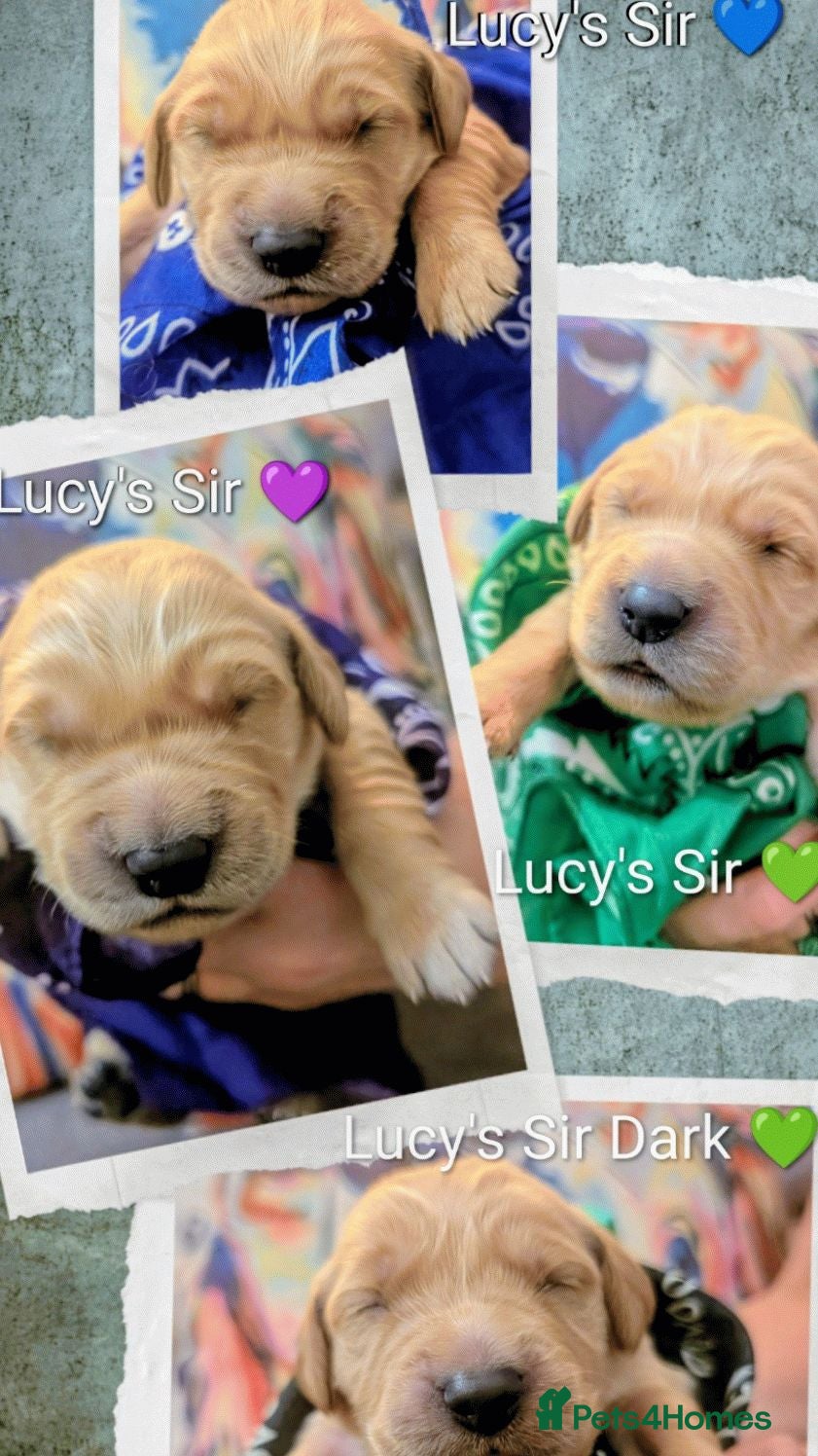 Golden Retriever dogs Champion Pedigree Therapy Puppies - Advert 2