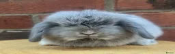 Mini Lop rabbits for sale: Pure bred baby pedigreed mini lops  - Advert 13