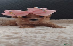 Cavapoo dogs for sale: Stunning cavapoo puppies - Image 6