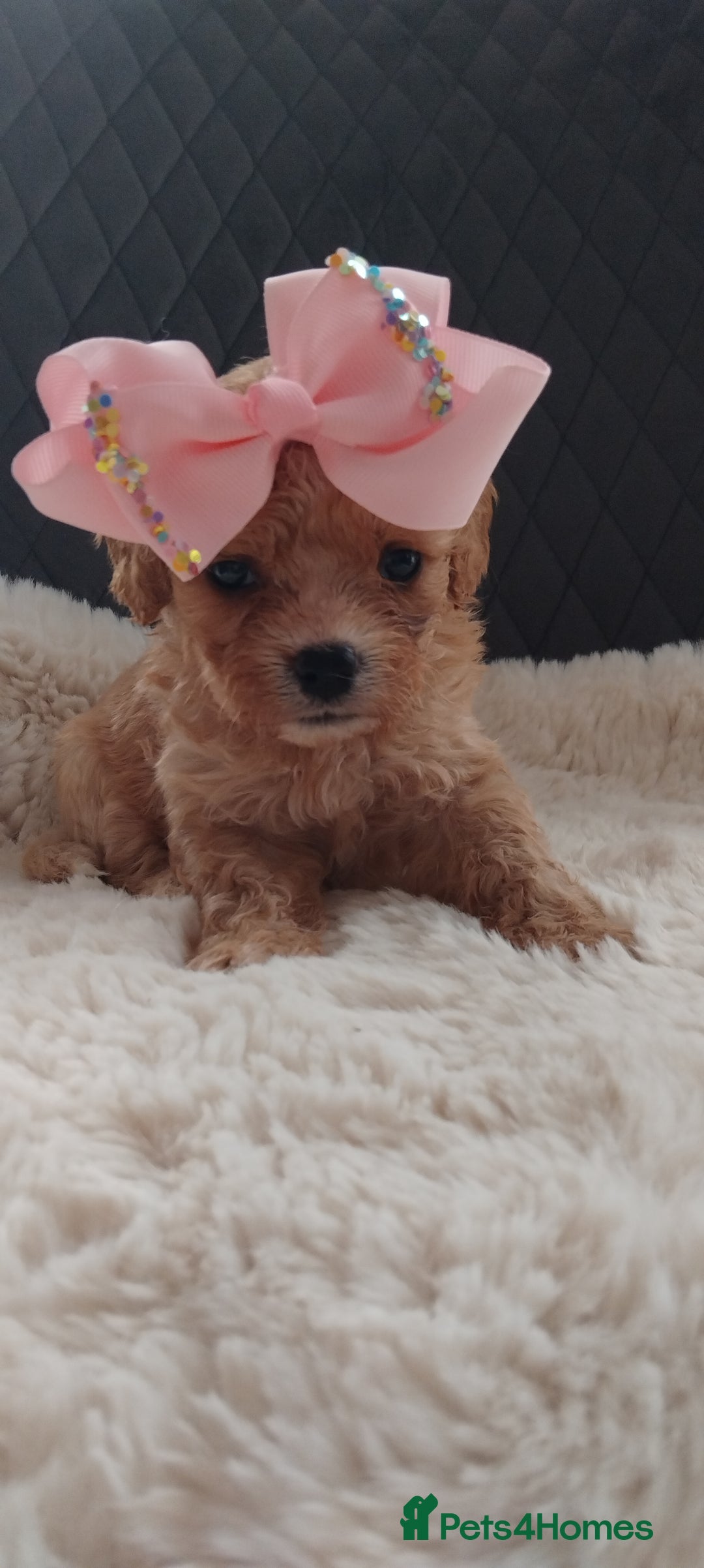 Cavapoo dogs for sale: Stunning cavapoo puppies - Image 6