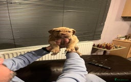 Mixed Breed dogs for sale: Boxer/Staff/Cane Corso Puppies for Sale - Advert 20