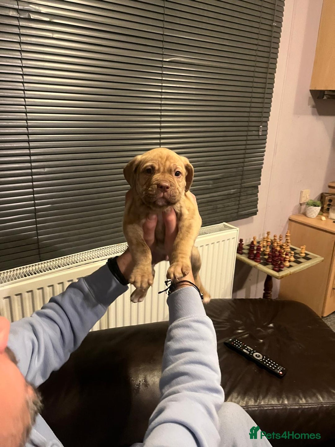Mixed Breed dogs for sale: Boxer/Staff/Cane Corso Puppies for Sale - Advert 20