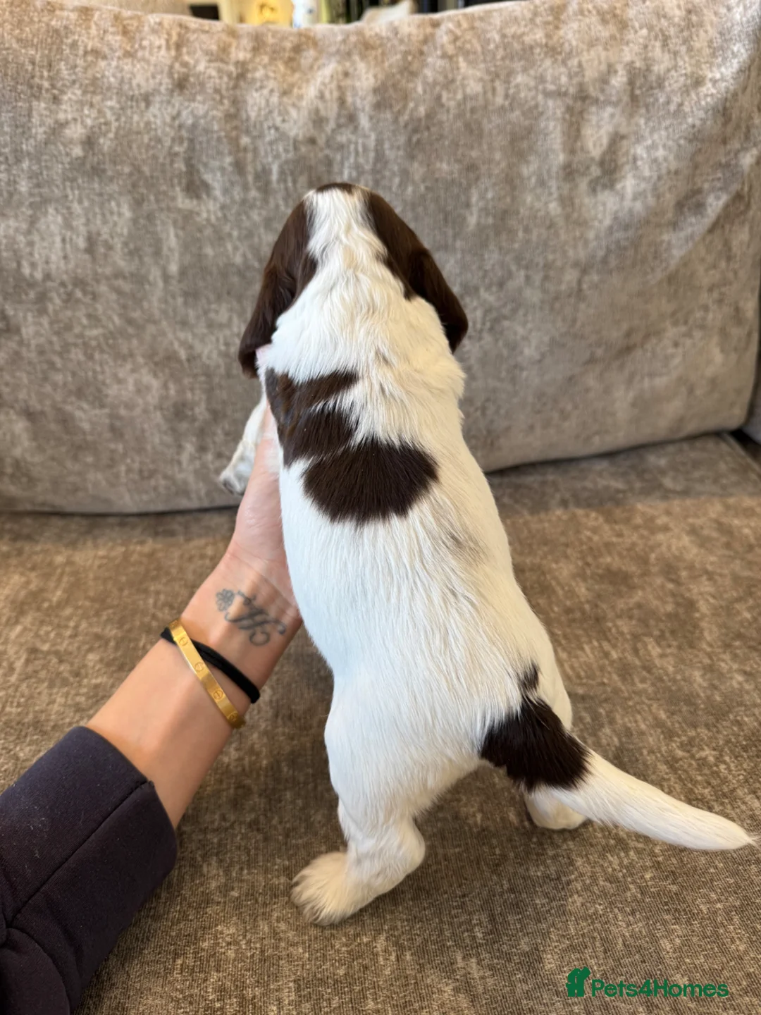 Cocker Spaniel dogs for sale: 100% SHOWTYPE KC REGISTERED COCKER SPANIELS - Advert 22
