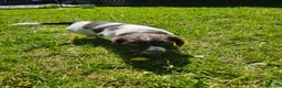 English Springer Spaniel dogs for sale: Springer spaniels kc reg female  - Advert 5