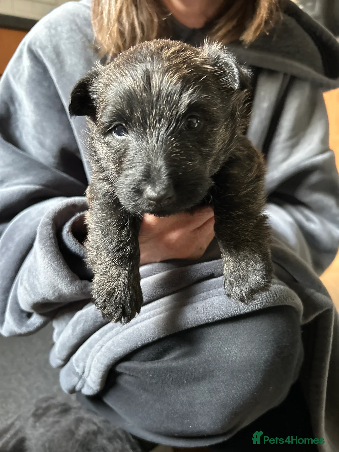 Scottish Terrier dogs for sale: Scottish terrier puppies for sale  - Advert 2