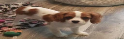 Cavalier King Charles Spaniel dogs for sale: Kc Reg Cavalier King Charles Spaniel puppy - Advert 3
