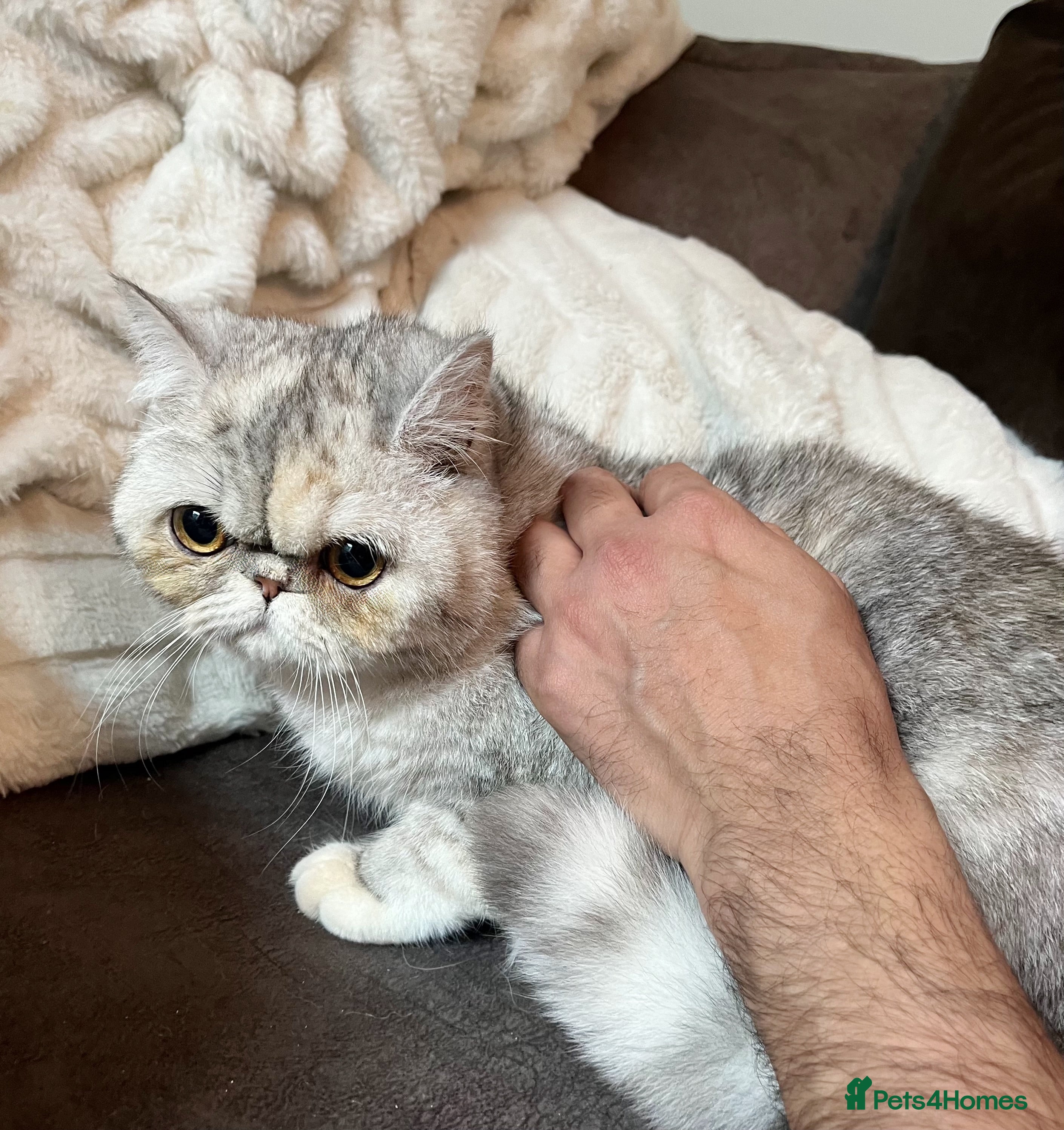 Exotic cats Supreme Quality Exotics - TICA reg - Advert 7