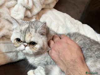 Exotic cats Supreme Quality Exotics - TICA reg - Advert 5