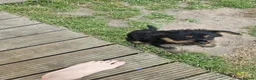 Mixed Breed dogs for sale: Rockie (rotweiler mum Yorkshire terrier dad) - Advert 4