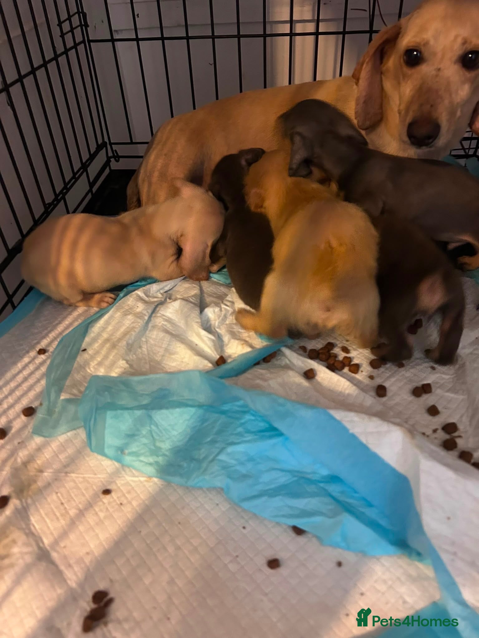 Miniature Dachshund dogs ***mini dachshund *** - Advert 1