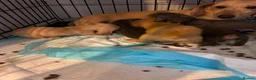 Miniature Dachshund dogs for sale: ***mini dachshund *** - Advert 1