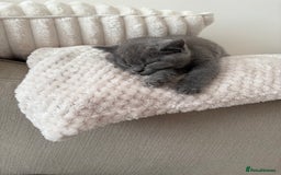 British Shorthair cats for sale: Prudence & pipers babies - Image 8