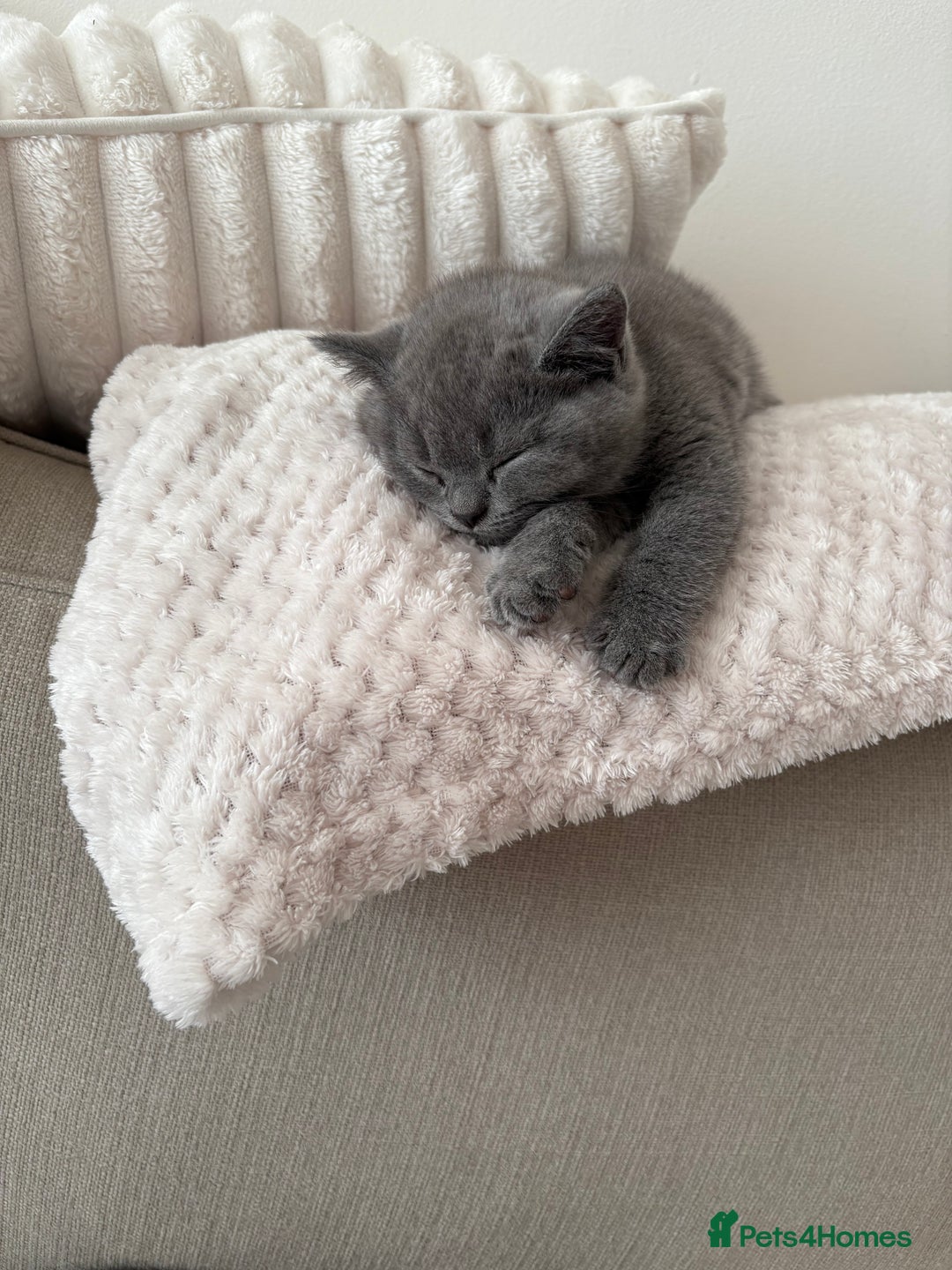 British Shorthair cats for sale: Prudence & pipers babies - Image 8