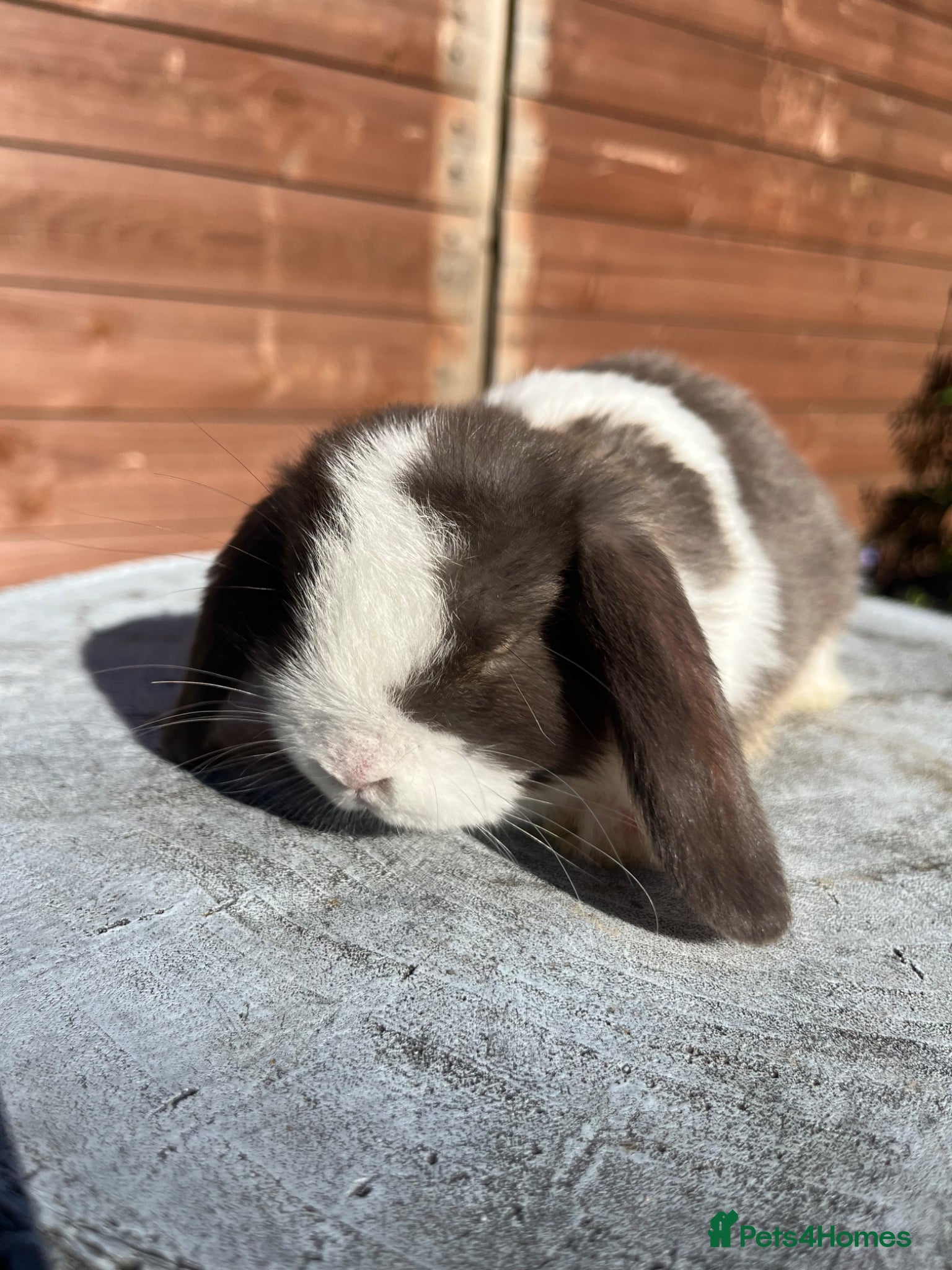 Mini Lop rabbits Mixed litter of adorable mini lops  - Advert 21