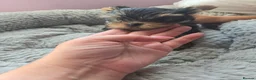 Yorkshire Terrier dogs for sale: Lovely puppies for sale  - Advert 7