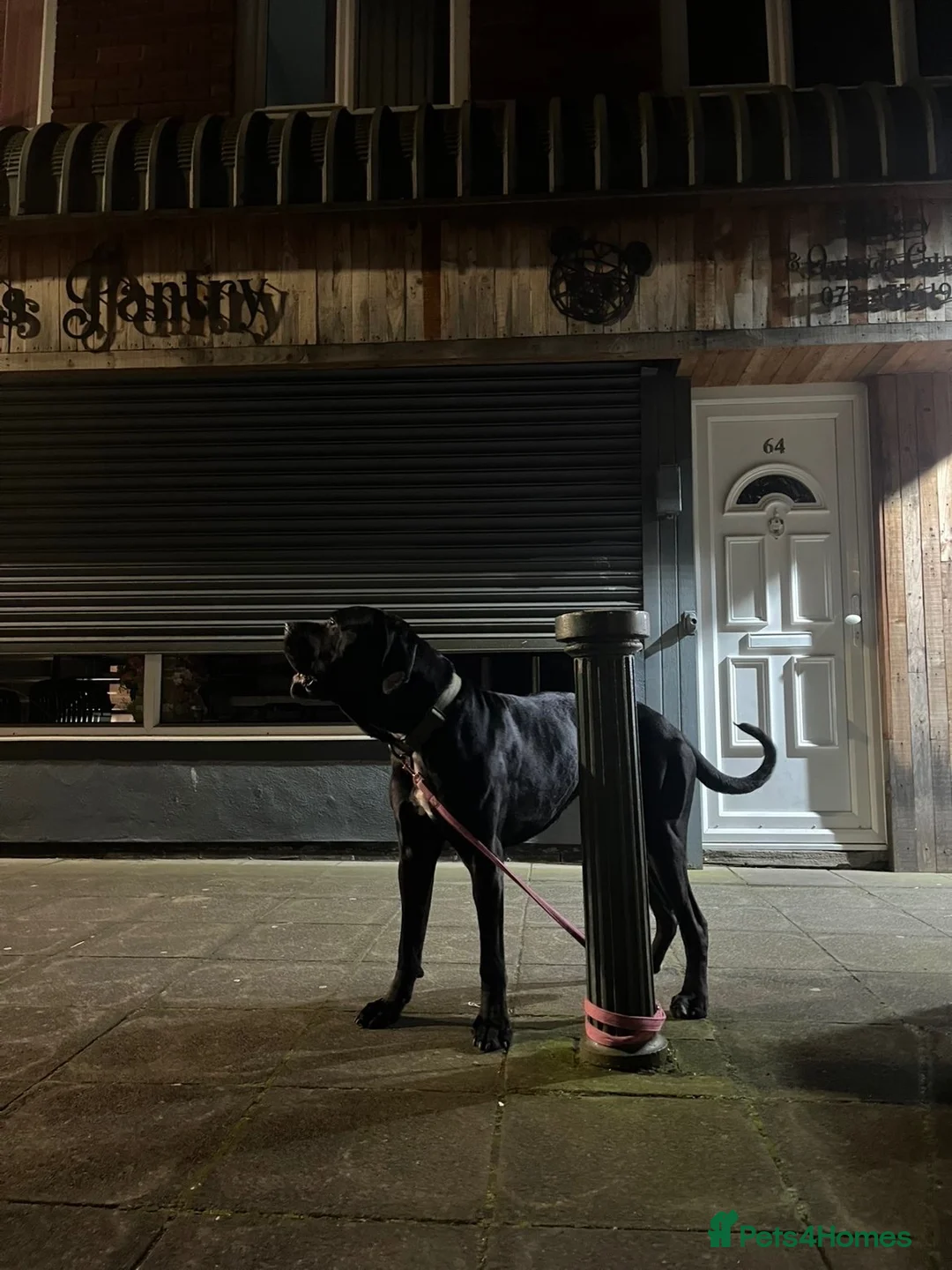 Cane Corso dogs for sale: Vinnie  in Hebburn - Advert 1