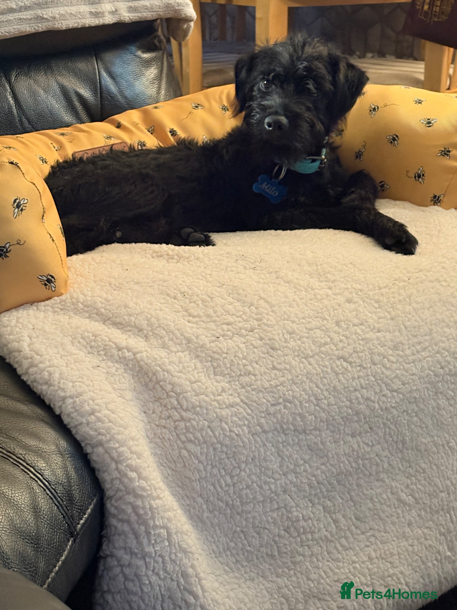 Mixed Breed dogs Milo beautiful patterdale cross Lakeland pup  - Advert 3