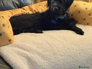 Mixed Breed dogs Milo beautiful patterdale cross Lakeland pup - Advert 15