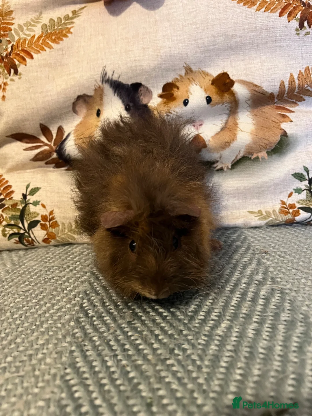 Guinea Pig rodents for sale: Baby Male Guinea Pigs For Sale  in Southampton - Advert 8