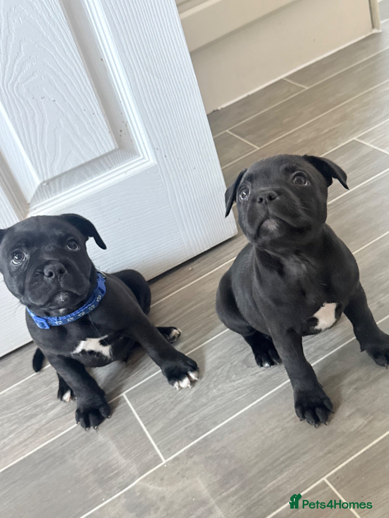 Staffordshire Bull Terrier dogs Staffy pups! 3 left. Ready to leave!  - Advert 9