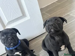 Staffordshire Bull Terrier dogs Staffy pups! 3 left. Ready to leave! - Advert 9
