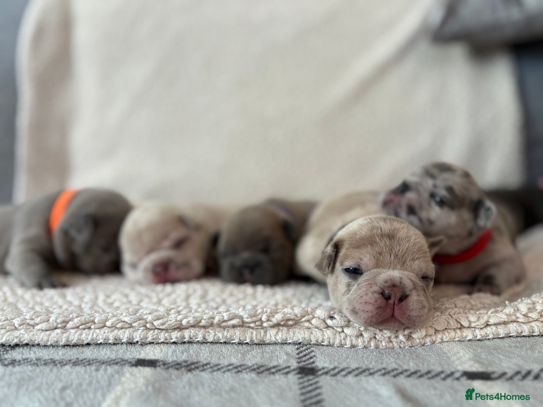 French Bulldog dogs for sale: French bulldog pedigree litter - Image 18