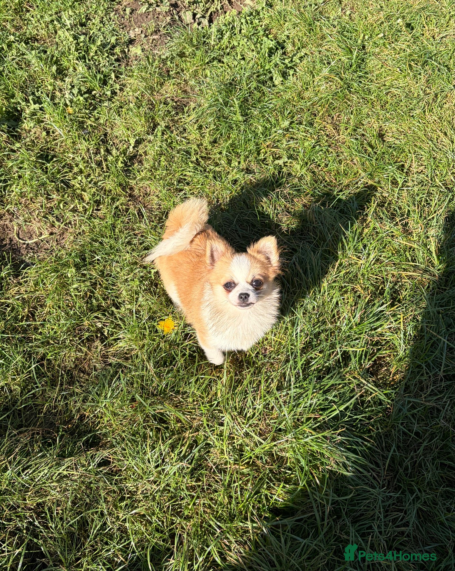 Pomchi dogs for sale: POMCHI PUPPIES FOR SALE - Advert 10