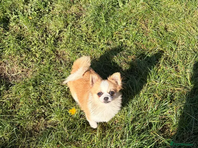 Pomchi dogs for sale: POMCHI PUPPIES FOR SALE - Advert 10