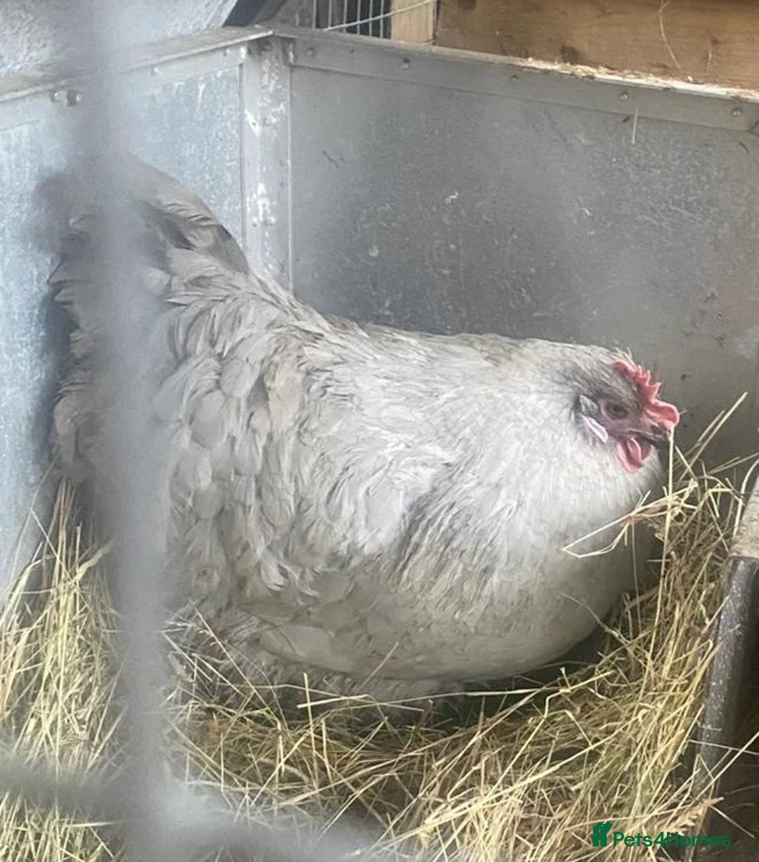 Chickens poultry for sale: Chickens and chicks read description - Advert 8